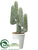 Cactus - Green - Pack of 1
