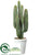 Cactus - Green - Pack of 1