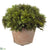 Cypress - Green - Pack of 12