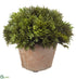 Silk Plants Direct Cypress - Green - Pack of 12