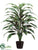 Cordyline Plant - Green White - Pack of 4