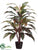 Cordyline Plant - Green White Red Green - Pack of 4