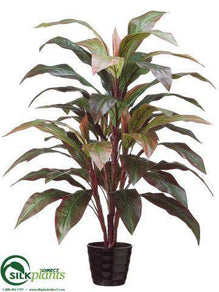 Cordyline Plant - Red Green - Pack of 4