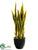 Sansevieria - Green Yellow - Pack of 4