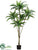 Dracaena Plant - Green Two Tone - Pack of 2