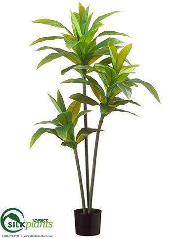 silk dracaena Dracaena Plant - Green Cream - Pack of 4 - (CRC/RG-652DPLS)