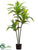Dracaena Plant - Green - Pack of 4