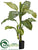 Dieffenbachia Plant - Green - Pack of 4