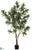 Outdoor Dracaena Reflexa Tree - Green - Pack of 2