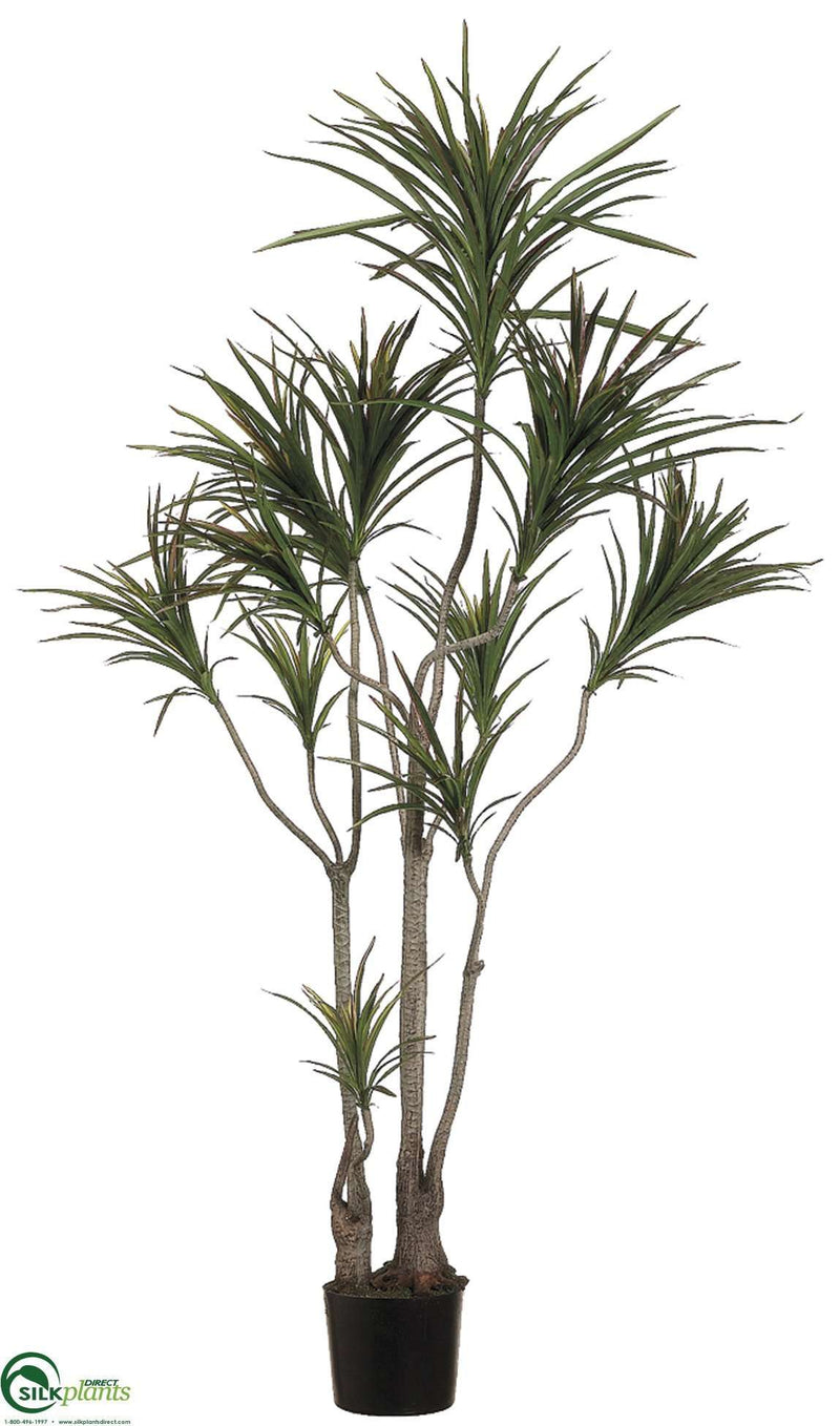 Outdoor Dracaena Marginata Tree - Green Burgundy - Pack of 2 -  (CUB/RG-615DPLS)