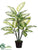 Dieffenbachia Plant - Variegated - Pack of 4