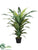 Silk Plants Direct Dracaena Plant - Green Cream - Pack of 2
