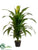 Dracaena Fragrans Plant - Green - Pack of 2