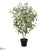 Eucalyptus Plant - Green - Pack of 1