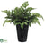 Leather Fern - Green - Pack of 12