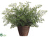 Silk Plants Direct Maidenhair Fern - Green - Pack of 6