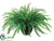 River Fern - Green - Pack of 4