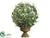 Ficus Primula Ball Topiary - Variegated - Pack of 2