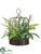 Boston, Lace Fern Plant - Green Two Tone - Pack of 2