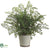 Maidenhair Fern - Green Two Tone - Pack of 8