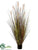 Pampas Grass - Green Rust - Pack of 4