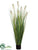 Pampas Grass - Green Two Tone - Pack of 4