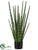 Snake Grass Plant - Green - Pack of 1