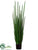 Snake Plant - Green - Pack of 1