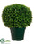 Jade Plant Topiary Ball - Green - Pack of 1