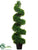 Jade Plant Spiral Topiary - Green - Pack of 2