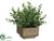 Boxwood Plant - Green - Pack of 12