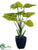 Calla Lily Plant - Green - Pack of 6