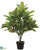 Lagerstroemia Plant - Green - Pack of 2