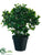 Peperomia Ball Topiary - Green - Pack of 2