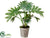 Silk Plants Direct Philodendron - Green - Pack of 2