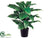 Spathiphyllum Peace Lily Plant - Green Two Tone - Pack of 2