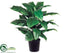 Silk Plants Direct Spathiphyllum Peace Lily Plant - Green Two Tone - Pack of 2