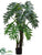 Plume Split Leaf Plant - Green - Pack of 2