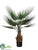 Fan Palm Tree - Green Two Tone - Pack of 2