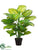 Silk Plants Direct Evergreen Plant - Green Light - Pack of 4