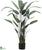 Water Canna Plant - Green - Pack of 2