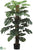 Split Philodendron - Green - Pack of 2