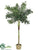 Fishtail Palm Tree - Green - Pack of 1
