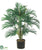 Areca Palm Tree - - Pack of 2