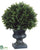 Podocarpus Topiary Ball - Green - Pack of 6