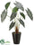 Silk Plants Direct Alocasia Plant - Green Cream - Pack of 6