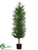 Podocarpus Tree - Green - Pack of 2