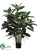 Rubber Leaf Plant - Green - Pack of 2