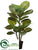 Rubber Plant - Green - Pack of 4