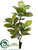 Rubber Plant - Green - Pack of 4